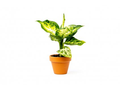 Aglaonema Snowflake, průměr 6 cm