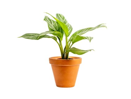 Aglaonema Stripe, průměr 12 cm