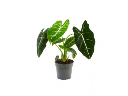 35436 alocasia frydek prumer 14 cm