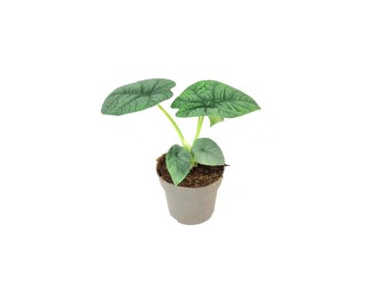 Alocasia Melo, průměr 14 cm  Alokásie,  Alokázie