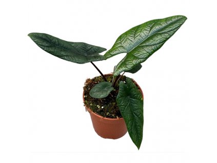 Alocasia Scalprum, průměr 14 cm  Alokásie,  Alokázie