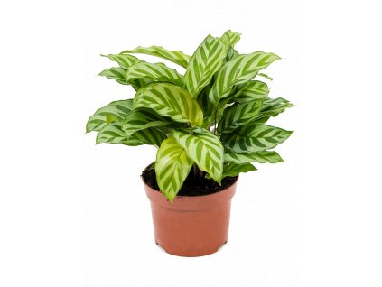 Calathea Freddie, průměr 11-12 cm  Kalatea