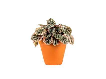 Gardners.cz Peperomia caperata Abricos