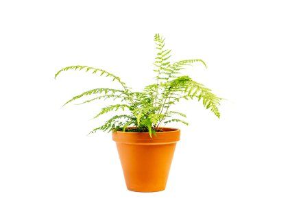 Dicksonia Antarctica, průměr 12 cm
