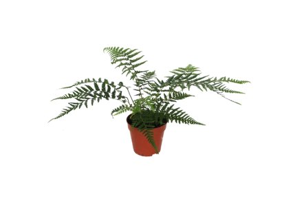 Dicksonia Antarctica, průměr 12 cm  Diksonie antarktická