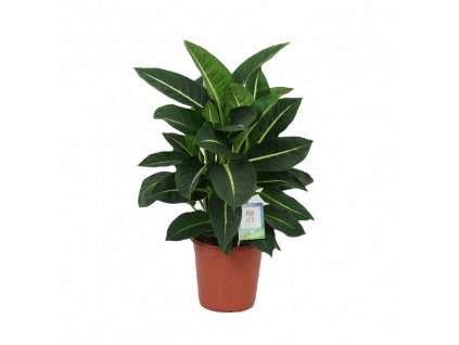 Dieffenbachia Green Magic, průměr 24 cm  Difenbachie, mramornatka