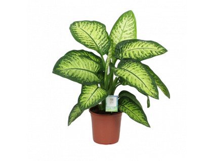 Dieffenbachia Lemon Tropic, průměr 24 cm  Difenbachie, mramornatka