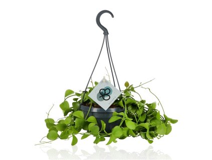 Dischidia Imbricata - závěs, průměr 14 cm  Dischidie