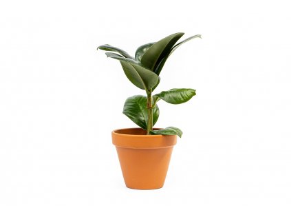 Ficus elastica Sofia, průměr 11 cm  Fíkovník pryžodárný, Fíkovník, Gumovník