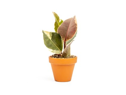 Ficus elastica Tineke, průměr 8,5 cm