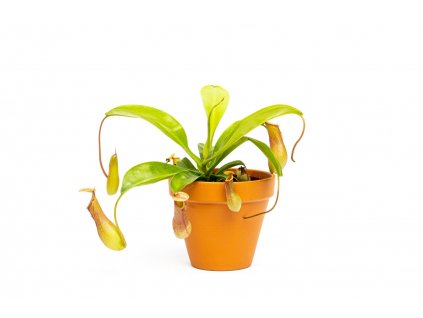 Masozravky Eshop (Dionaea muscipula, Základní charakteristika, dešťovou nebo, dešťovou nebo destilovanou, Nároky pěstování) Masozravky Eshop