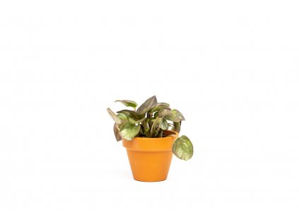 Peperomia albovittata Piccolo Banda, průměr 6 cm