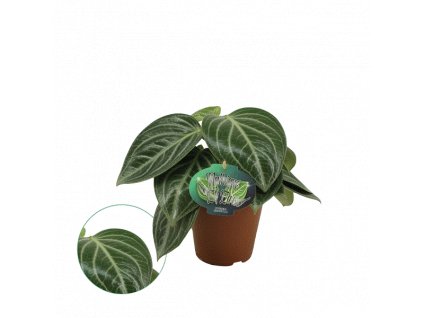 Peperomia Sarcophylla, průměr 15 cm  Peperomie, Pepřinec