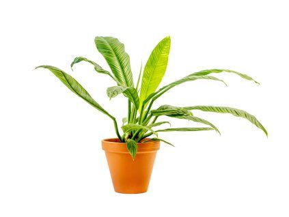 Philodendron Campii, průměr 14 cm