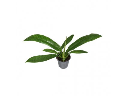 Philodendron Campii, průměr 14 cm  Filodendron