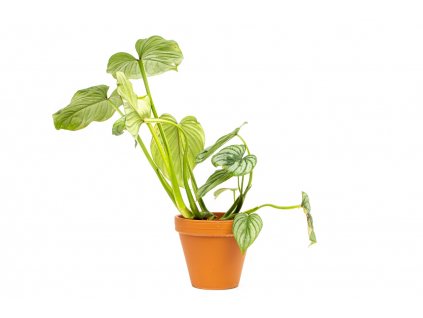 Philodendron Mamei, průměr 12 cm