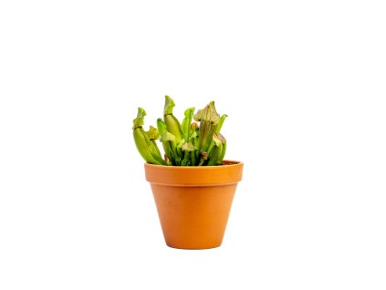 Sarracenia mix, průměr 12 cm