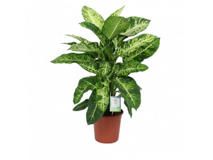 Dieffenbachia Mars, průměr 24 cm  Difenbachie, mramornatka