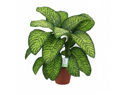 Dieffenbachia Tropic Jewel, průměr 24 cm  Difenbachie, mramornatka