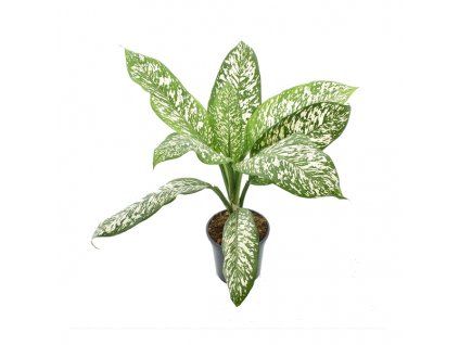 Dieffenbachia White Etna, průměr 21-24 cm  Difenbachie, mramornatka