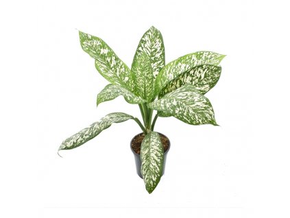 Dieffenbachia White Etna, průměr 24 cm  Difenbachie, mramornatka