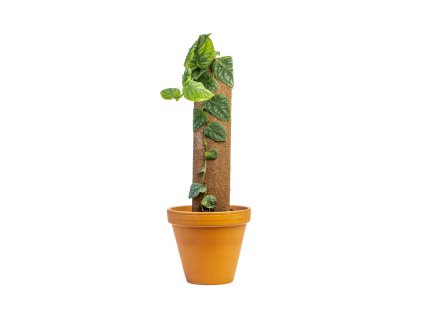 Monstera dubia Juveniel, průměr 14 cm