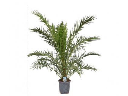 Phoenix Canariensis, průměr 24 cm  Datlovník kanárský