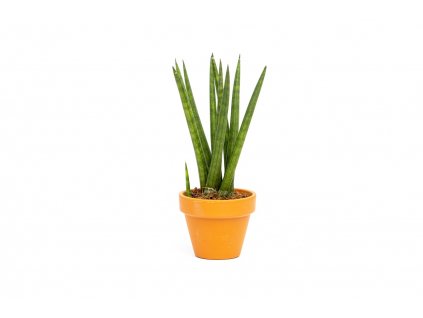 Sansevieria Cylindrica spagetti, průměr 6 cm