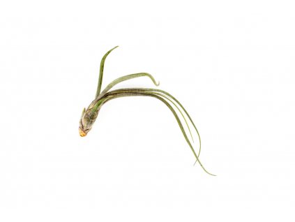 35793 1 tillandsia bailey