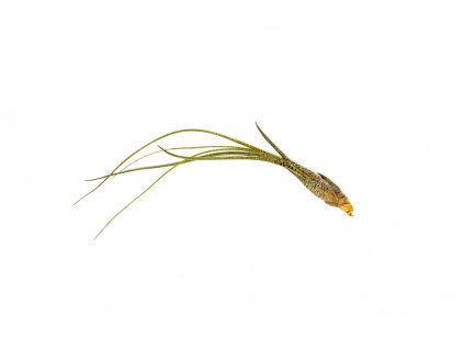 35796 1 tillandsia butzii