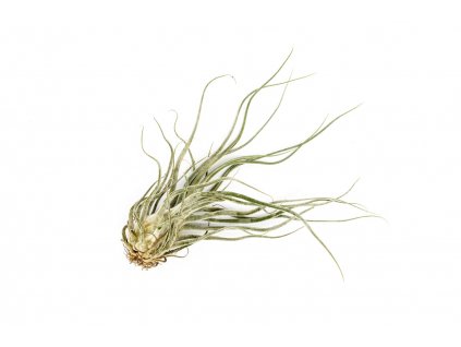 Prodej Tilandsii () Prodej Tilandsii