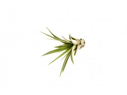 35802 tillandsia faciculata