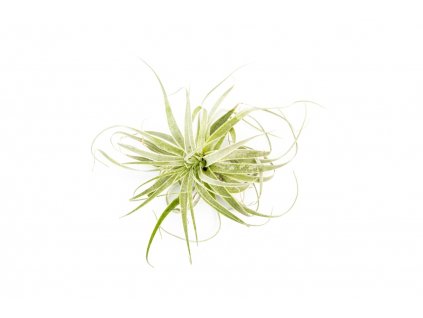 35805 tillandsia gardneri