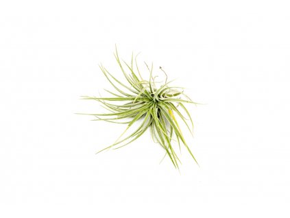 35808 tillandsia kathy