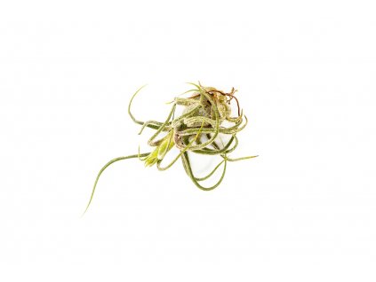 35811 2 tillandsia pruinosa