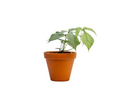 Monstera Amydrium Medium Silver, průměr 12 14 cm