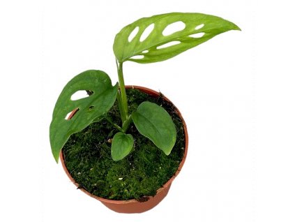 Monstera Esqueletto, průměr 10,5 cm  Monstera