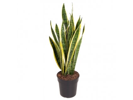 Sansevieria trifasciata Laurentii, průměr 21 cm  Sanseveria, Tchýnin jazyk, Tenura