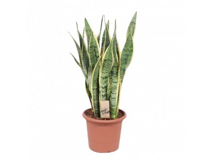 Sansevieria trifasciata Laurentii, průměr 25 cm  Sanseveria, Tchýnin jazyk, Tenura