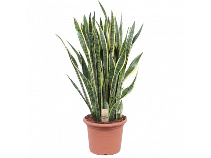 Sansevieria trifasciata Laurentii, průměr 35 cm  Sanseveria, Tchýnin jazyk, Tenura