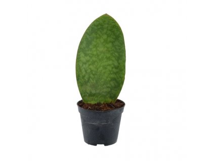 Sansevieria Masoniana Whale Fin, průměr 8,5 cm  Sanseveria, Tchýnin jazyk, Tenura