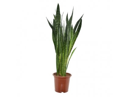 Sansevieria Zeylanica, průměr 27 cm  Sanseveria, Tchýnin jazyk, Tenura