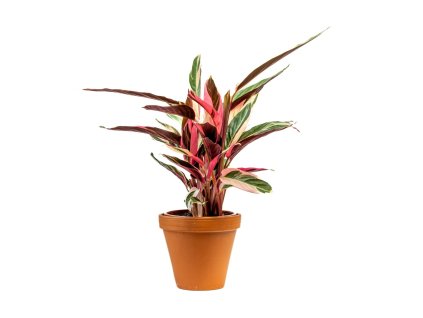 Stromanthe Triostar, průměr 19 cm