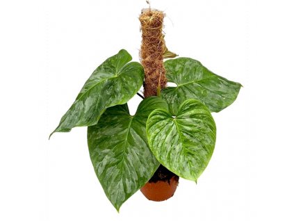 Philodendron P Majestic, průměr 17 cm  Filodendron