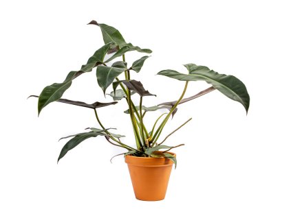 Philodendron Atabapoense, průměr 14 cm