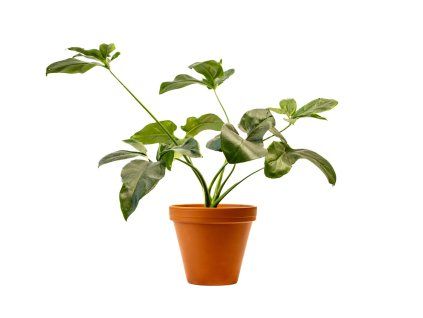 Philodendron Funny Bunny, průměr 17 cm