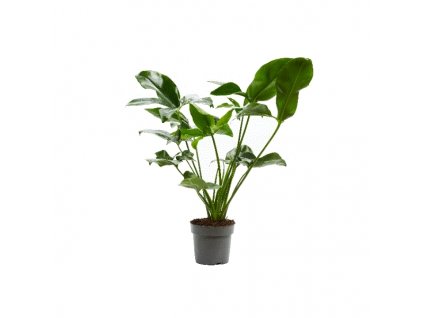 Philodendron Funny Bunny, průměr 17 cm  Filodendron