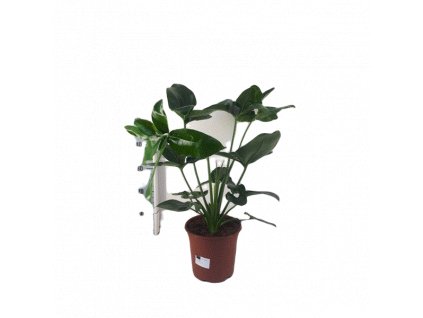 Philodendron Funny Bunny, průměr 24 cm  Filodendron