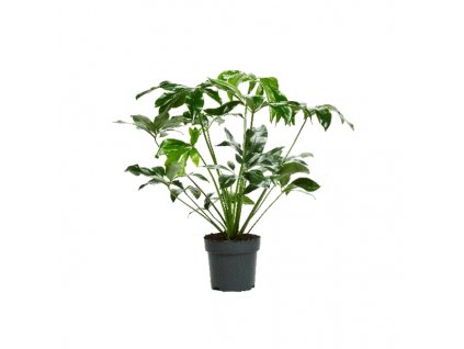 Philodendron Funny Bunny, průměr 32 cm  Filodendron