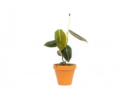 Philodendron Gigas, průměr 12 cm